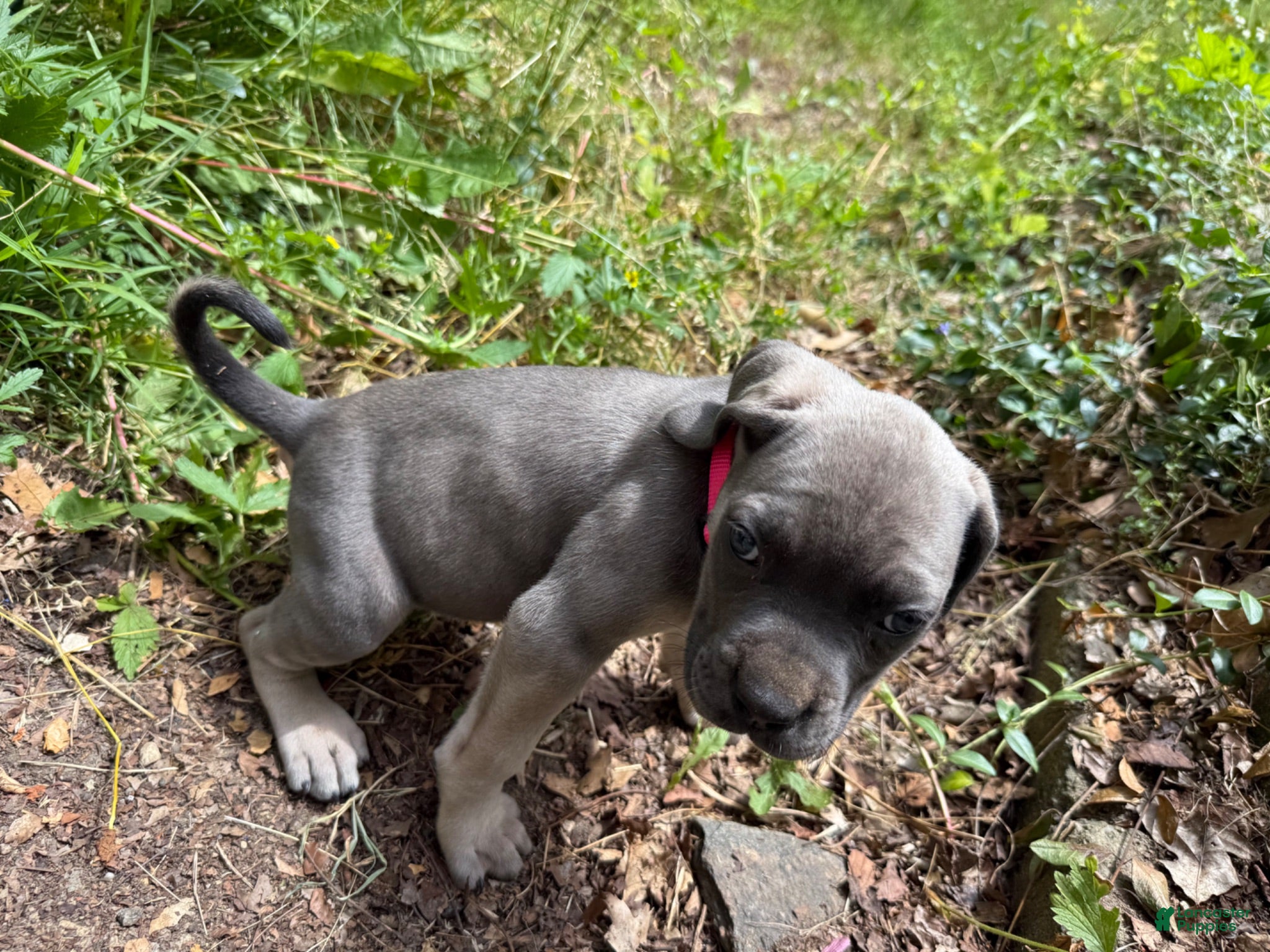 Cane Corso dogs Pink  - Ad 12