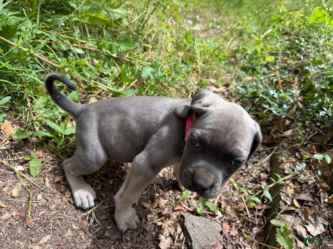 Cane Corso dogs for sale: Pink  - Ad 1