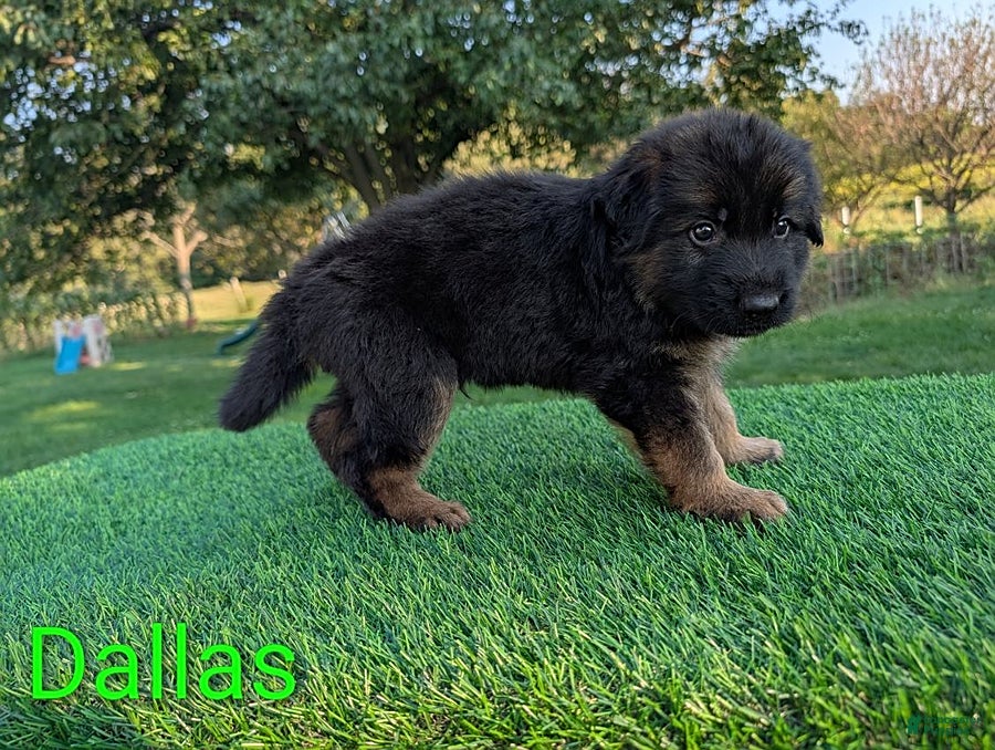 German Shepherd dogs Dallas - Ad 2