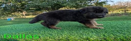 German Shepherd dogs for sale: Dallas - Ad 2