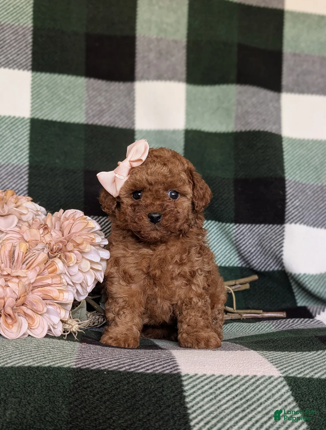 Toy Poodle dogs for sale: Margot 9 lbs Full Grown - Ad 2