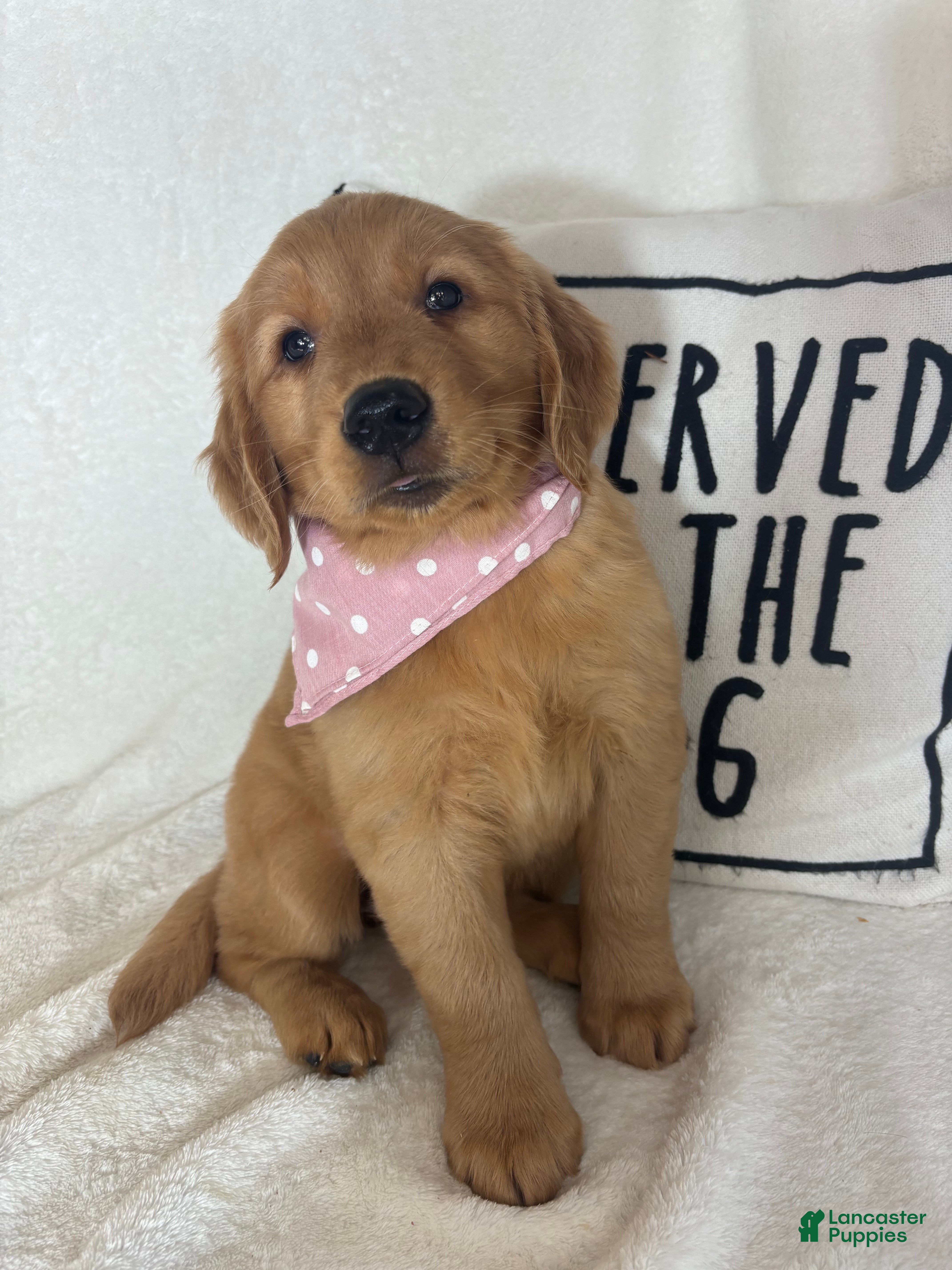 Golden Retriever dogs Butterscotch - Ad 35