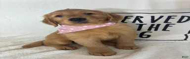 Butterscotch
