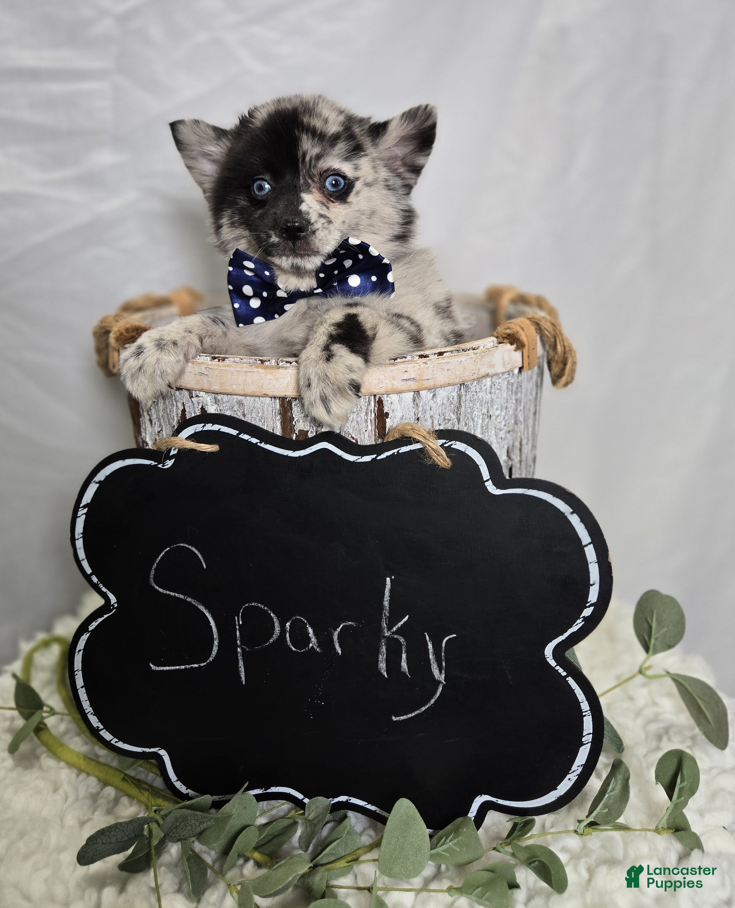 Pomsky dogs Sparky - Ad 2