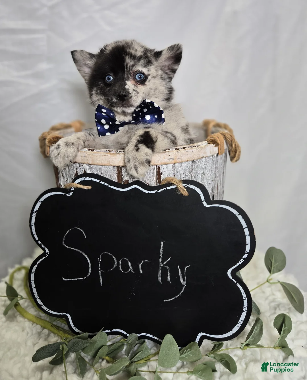Pomsky dogs for sale: Sparky - Ad 2
