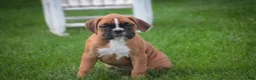 Boxer dogs for sale: Aurora - Ad 8