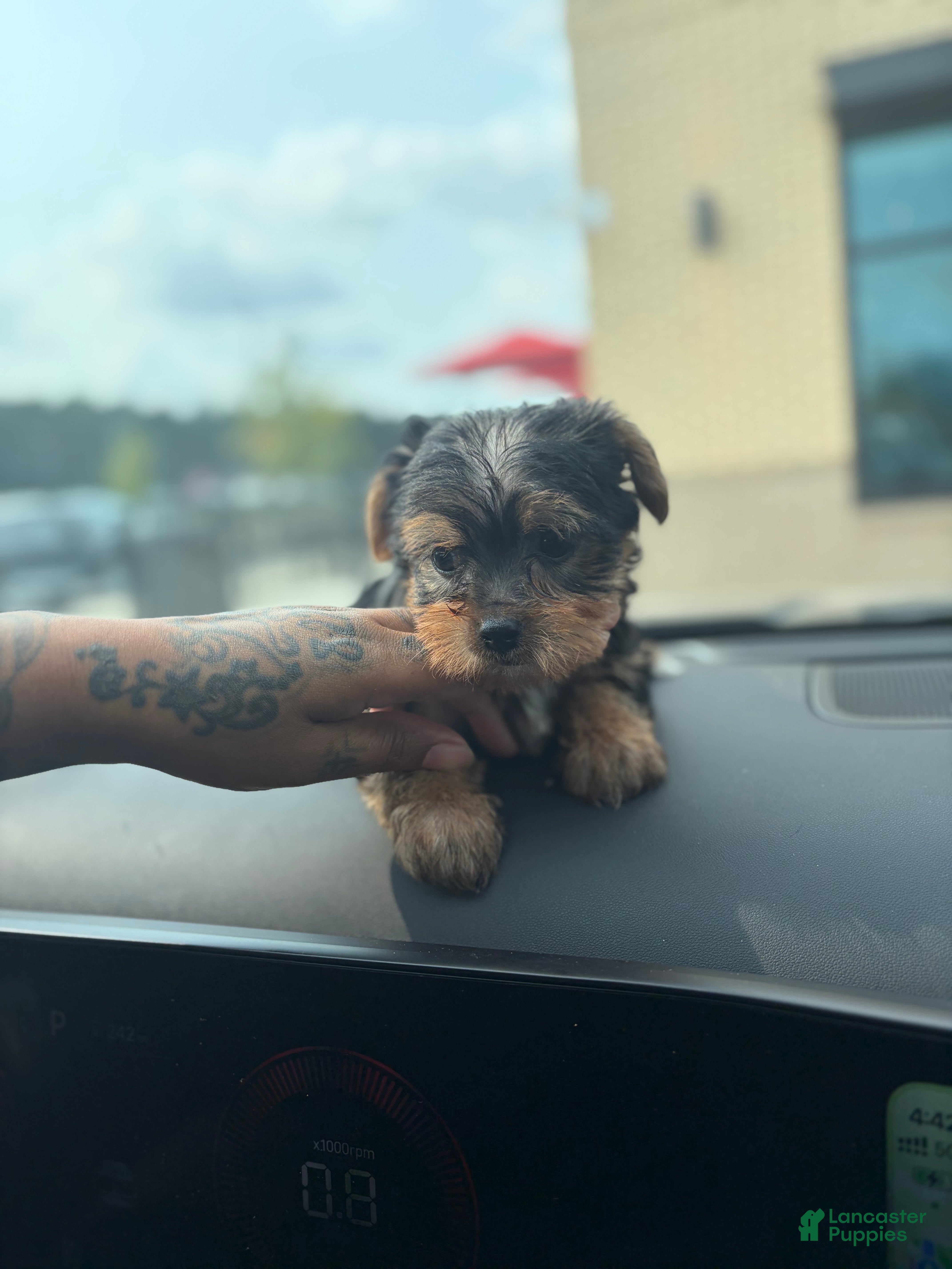 Yorkshire Terrier dogs Yorkshire Terrier 1 - Ad 2