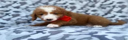 Mini Goldendoodle dogs for sale: Lawton - Ad 7