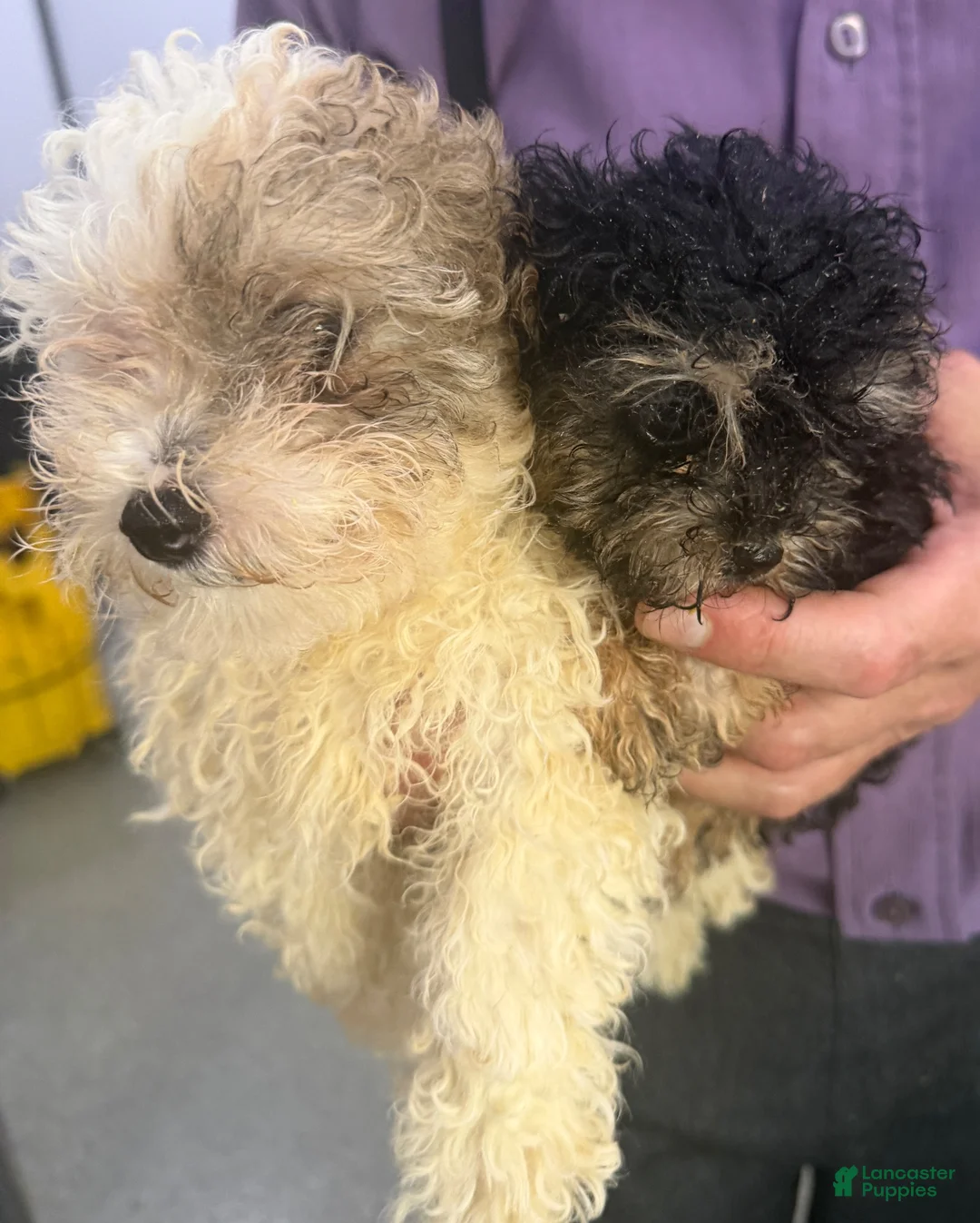 Toy Poodle dogs for sale: Akc teacup phantom female - Ad 1