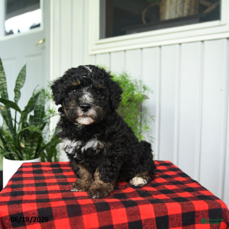 Mini Bernedoodle dogs Cindy - Ad 1