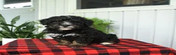 Mini Bernedoodle dogs for sale: Cindy - Ad 1