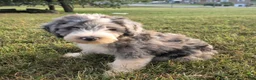 Aussiedoodle dogs for sale: Notman - Ad 2