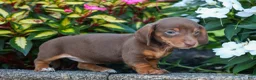 Miniature Dachshund dogs for sale:  Zoey🎀 - Ad 14