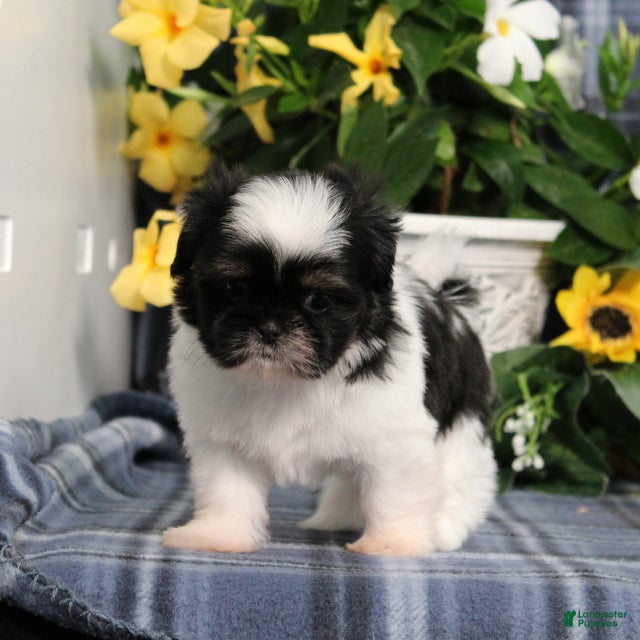 Shih Tzu dogs Imperial Smurf - Ad 1