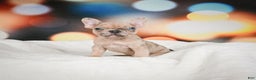 French Bulldog dogs for sale: Zeus - Ad 10