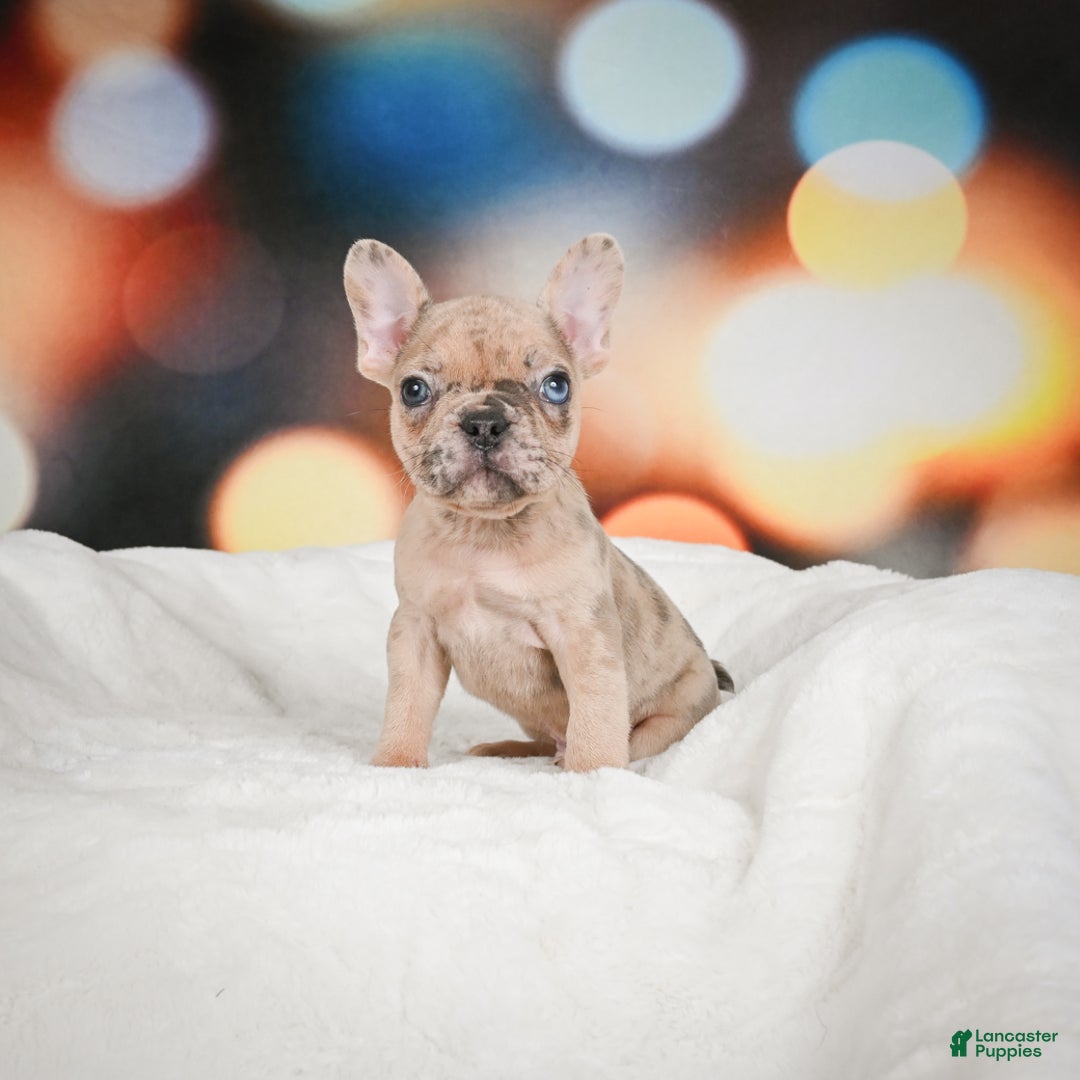 French Bulldog dogs for sale: Zeus - Ad 10