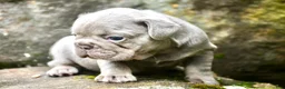 French Bulldog dogs for sale: French Bulldog 1 - Ad 4