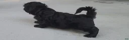 Shih Tzu dogs for sale: Sable - Ad 14