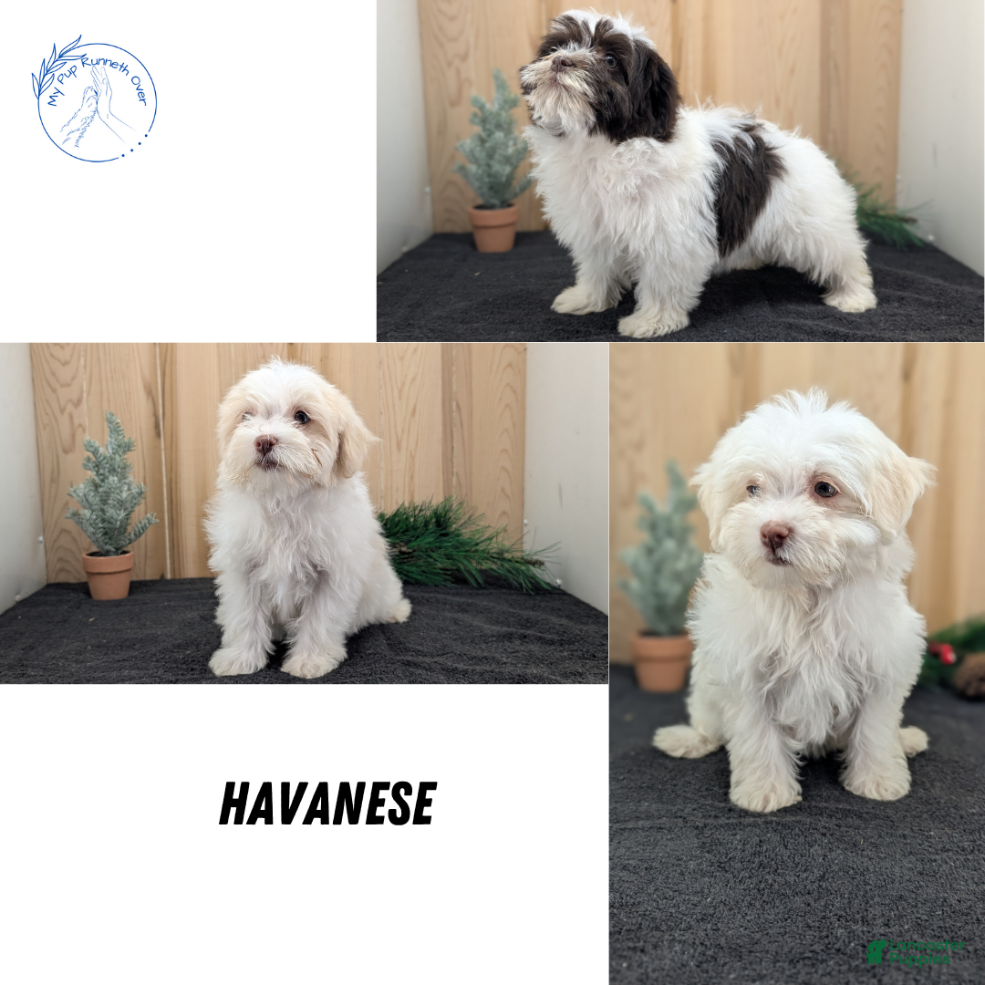 Havanese dogs for sale: Macy - Ad 12