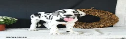 Great Dane dogs for sale: Chase - Ad 5