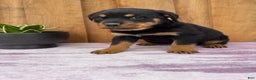 Rottweiler dogs for sale: Raven - Ad 2