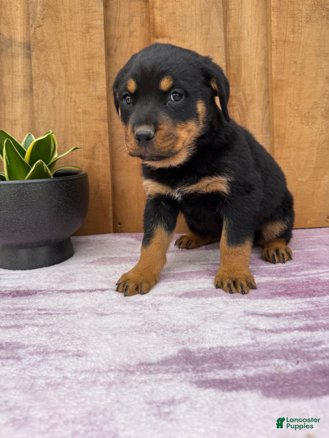 Rottweiler dogs for sale: Raven - Ad 2