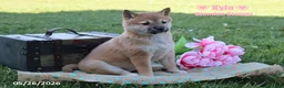 Shiba Inu dogs for sale: Kyla - Ad 1