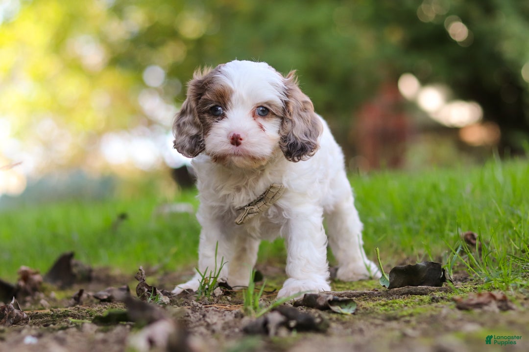 Cavapoo dogs for sale: Captain - Ad 11