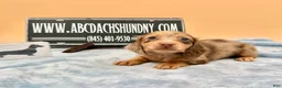 Miniature Dachshund dogs for sale: AKC Russian Carry’s Cream, PRA clear - Ad 4