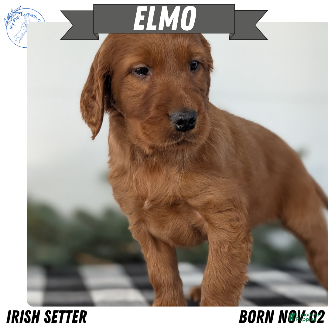 Irish Setter dogs Elmo - Ad 1