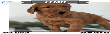 Elmo