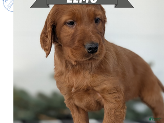 Irish Setter dogs Elmo - Ad 1