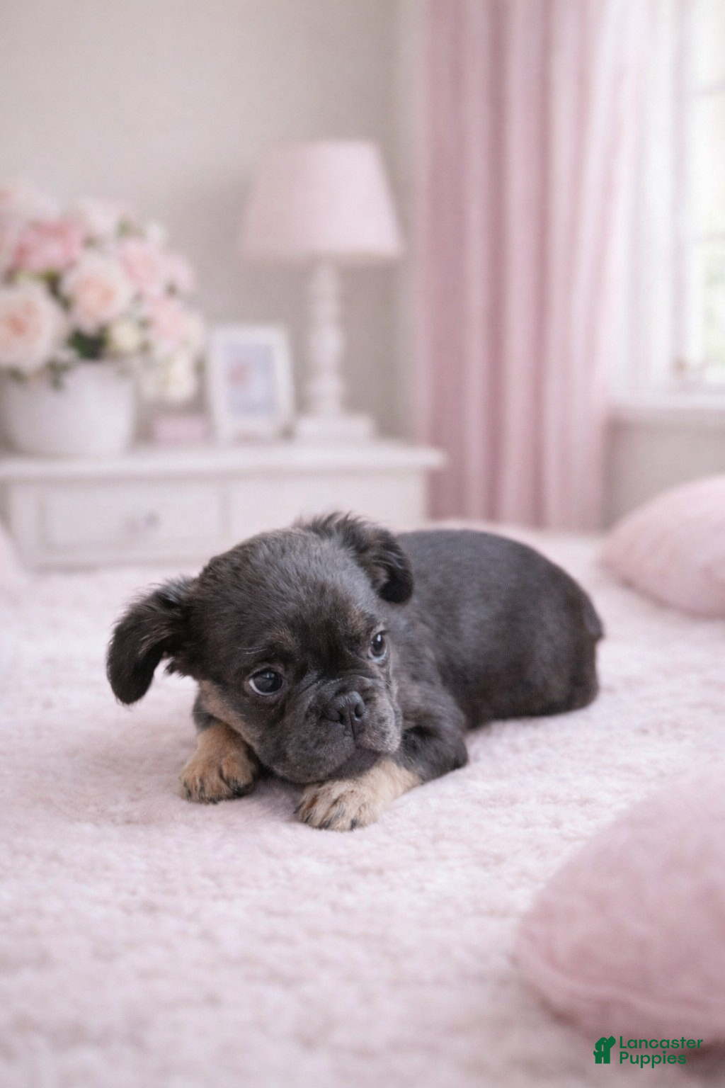 French Bulldog dogs Fluffy French Bulldog Puppy 2 - Ad 1