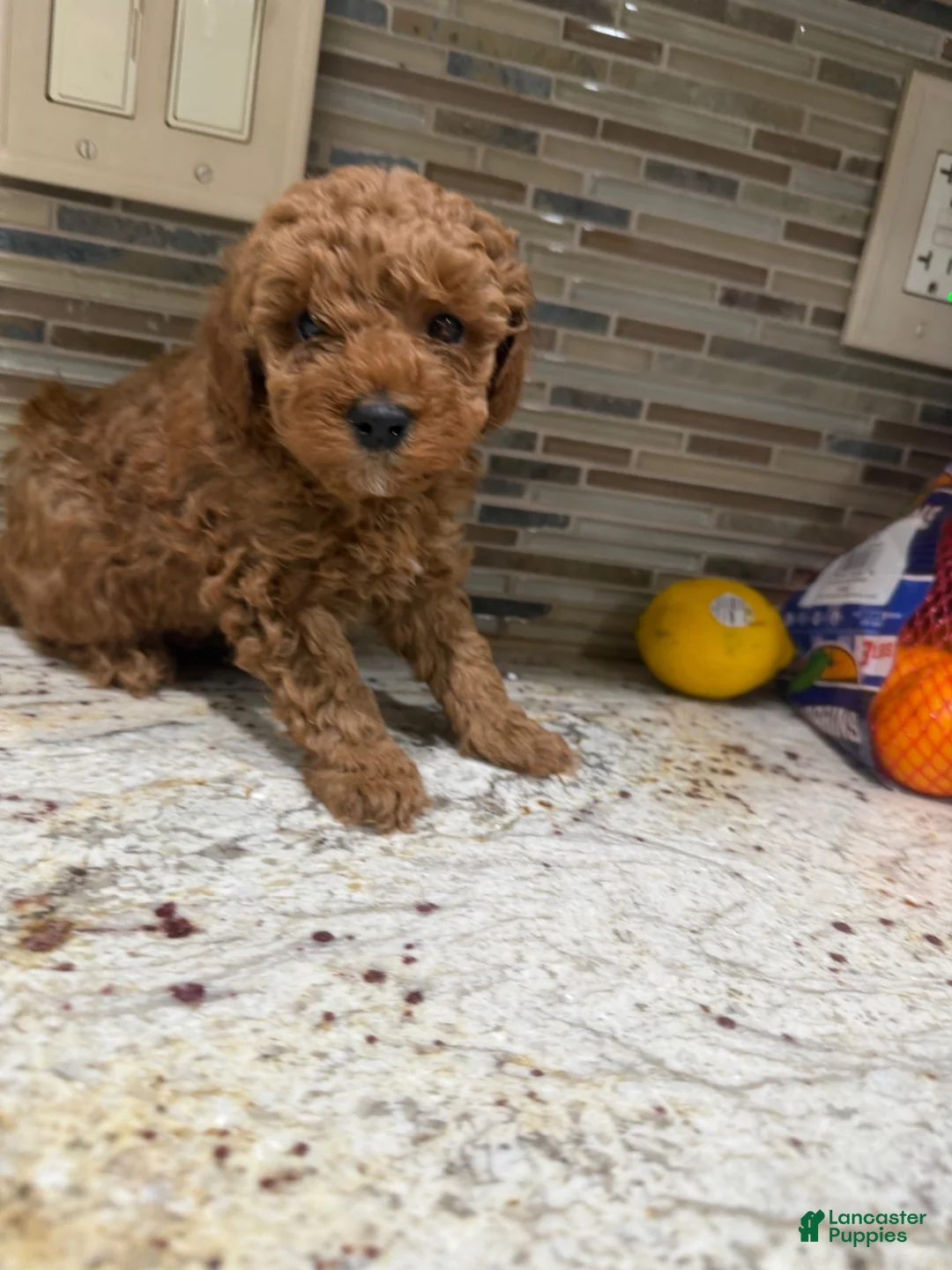 Toy Poodle dogs for sale: Parker - Ad 8