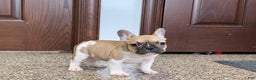 French Bulldog dogs for sale: French Bulldog Puppy 1 - Ad 5