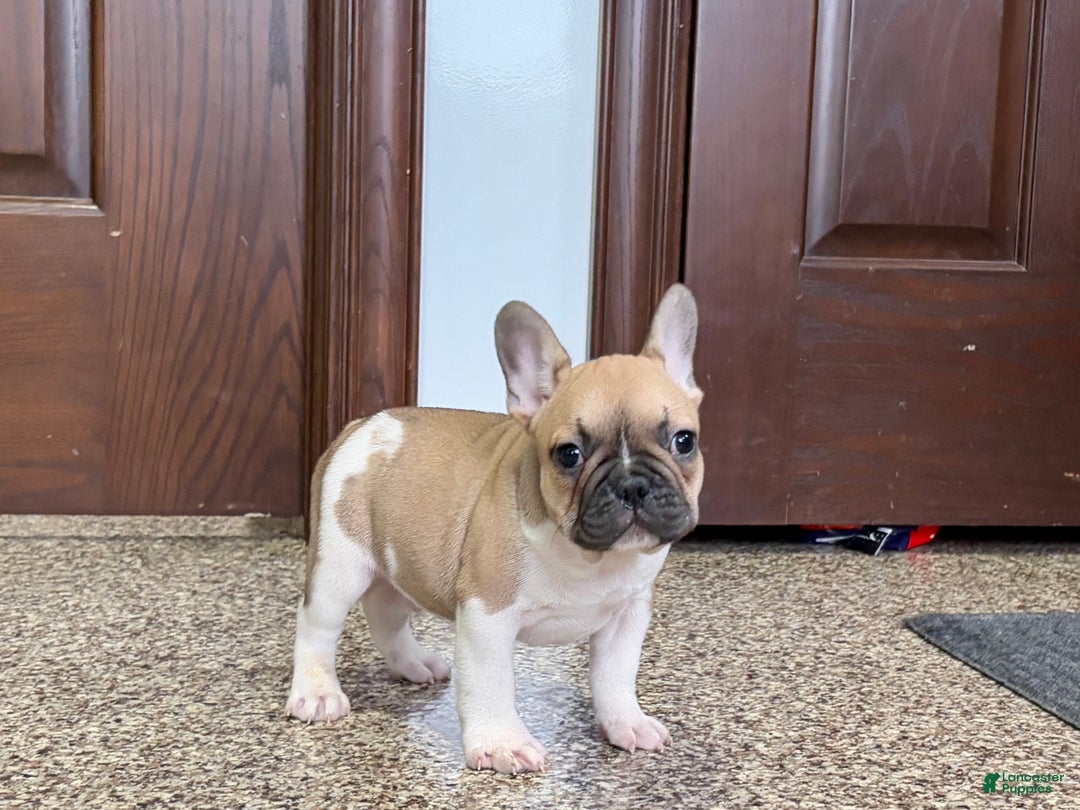 French Bulldog dogs for sale: French Bulldog Puppy 1 - Ad 5