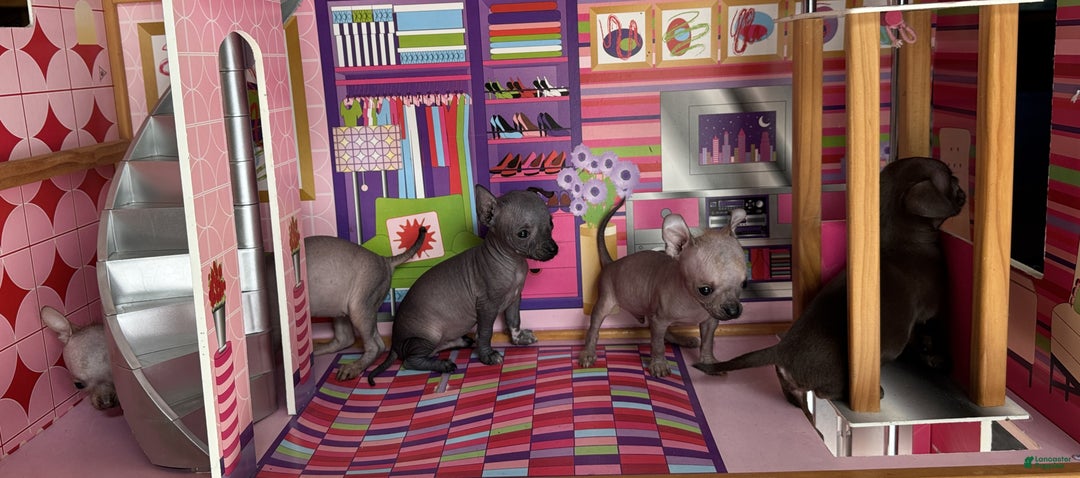 Mixed Breed dogs for sale: Cleopatra  - Ad 93