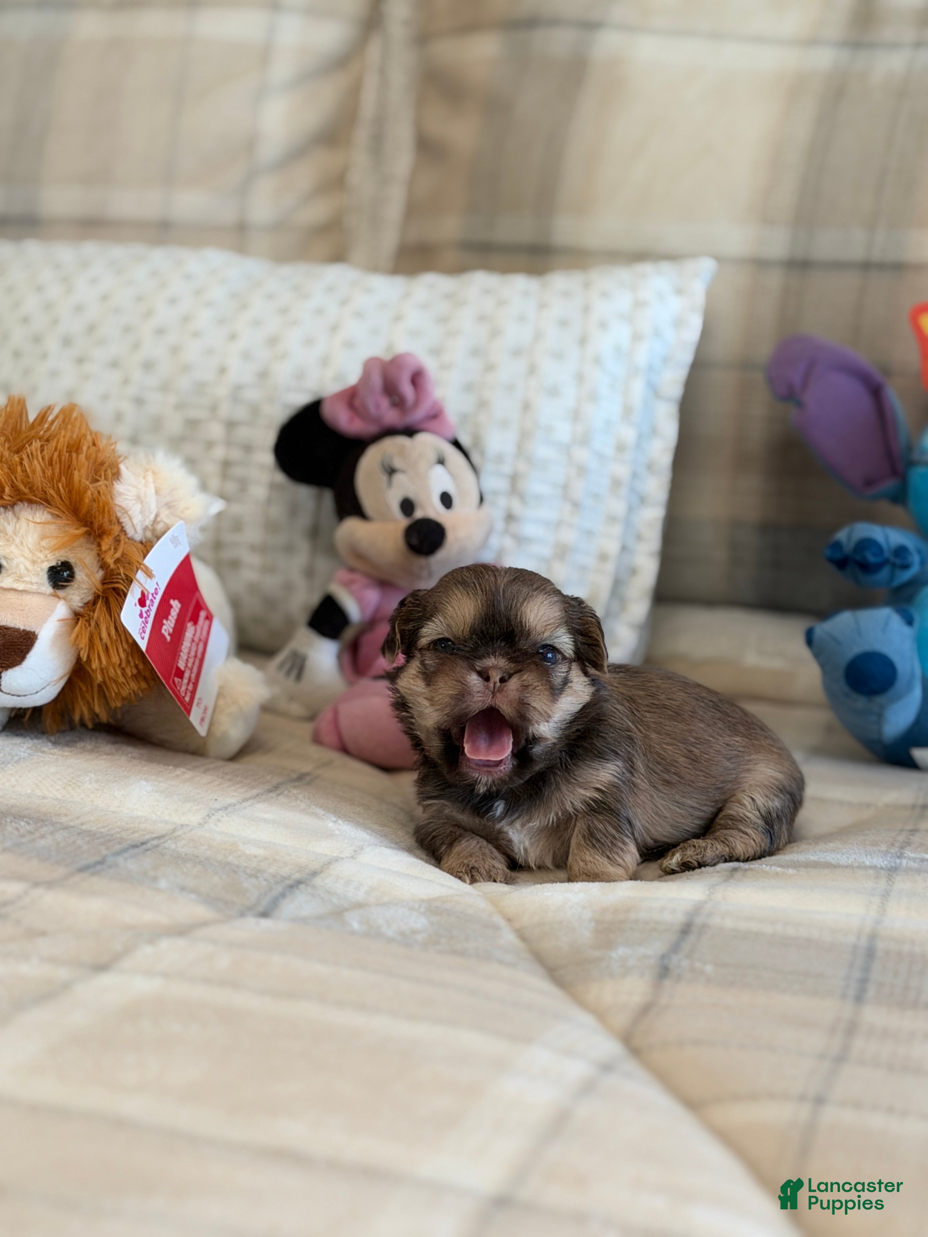 Shih Tzu dogs Coco - Ad 11