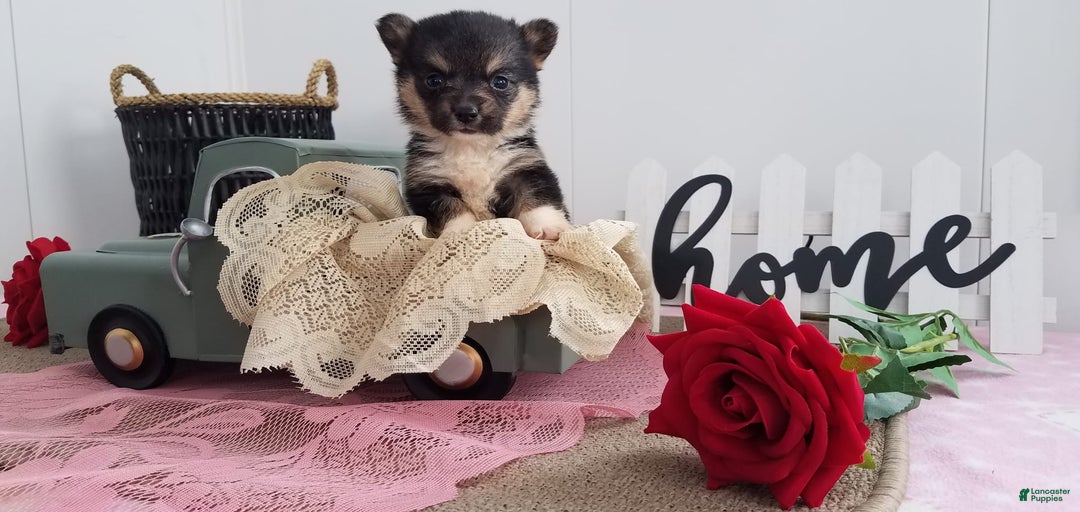 Gallery Image {{count}}