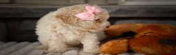 Miniature Poodle dogs for sale: Jett 🐾  - Ad 14
