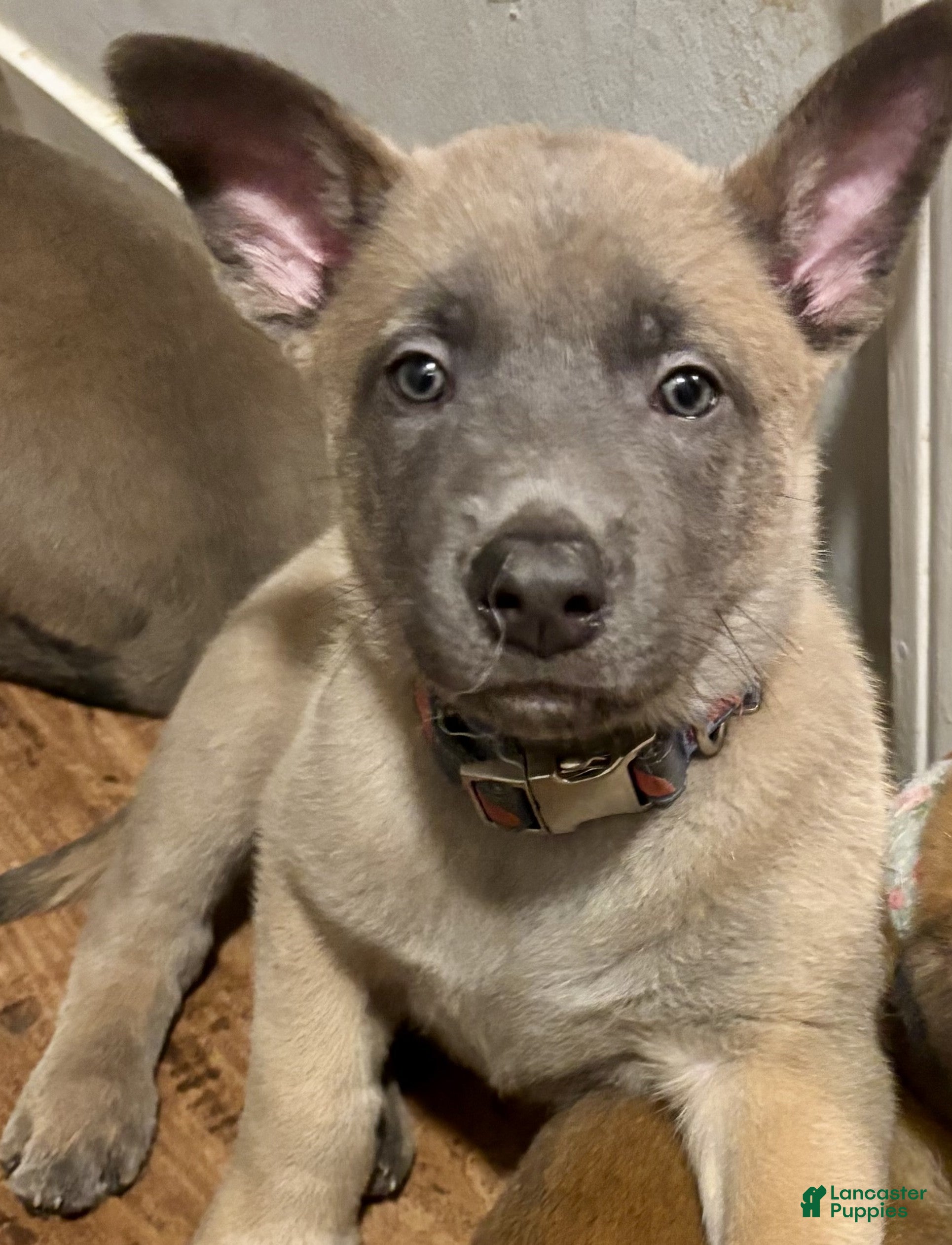 Basenji Belgian Malinois Mix State Belgian Malinois Puppies For