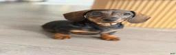 Dachshund dogs for sale: Dachshund 1 - Ad 2