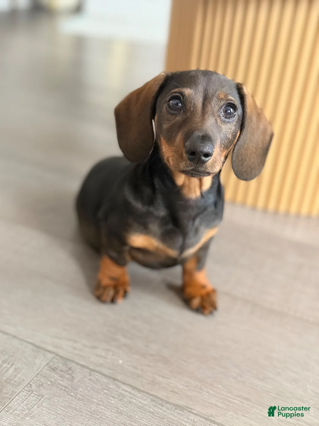 Dachshund dogs for sale: Dachshund 1 - Ad 2