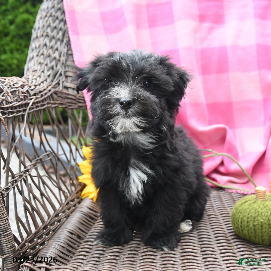 Maltipoo dogs Marlo - Ad 2