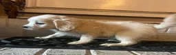 Malshi dogs for sale: Malshi F - Ad 1