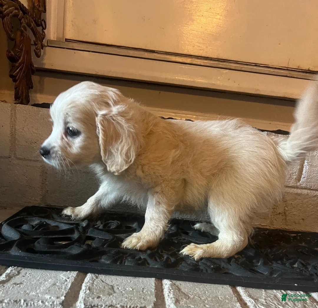 Malshi dogs for sale: Malshi F - Ad 1