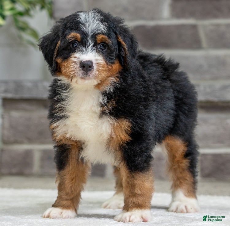 Bernese Mountain Dog dogs Venice - Ad 19