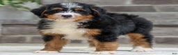 Bernese Mountain Dog dogs for sale: Venice - Ad 1