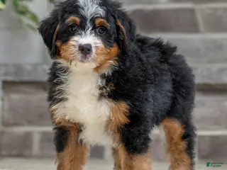 Bernese Mountain Dog dogs Venice - Ad 29