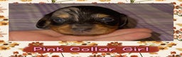 Miniature Dachshund dogs for sale: Pink Collar Girl - Ad 2
